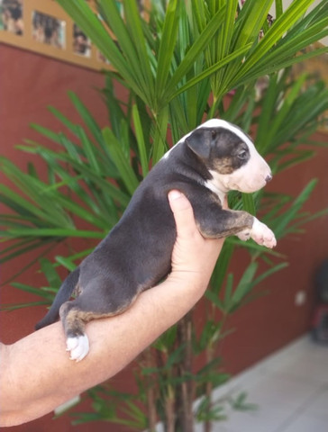 Bull Terrier Filhotes Várias Cores Disponíveis Clique Já E Confira - Foto 2