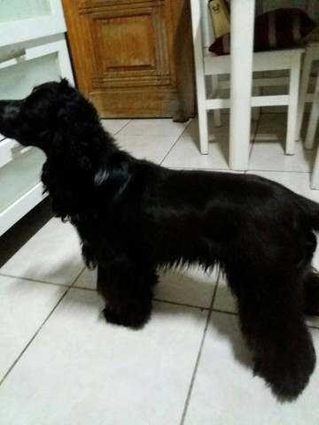 Cocker Spaniel inglês: Procurando namorada. - Foto 2