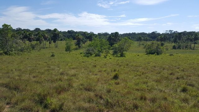 Fazenda de 1500 hectares em Alto Alegre/RR, ler descrição do anuncio - Foto 8