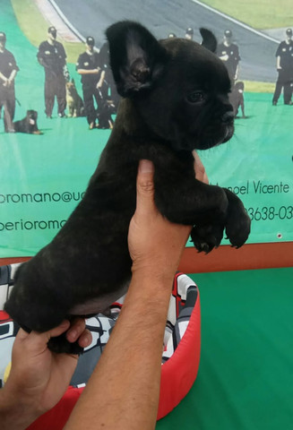 Ideal Para Apartamentos E Crianças Conheça O Bulldogue Francês Canil Império - Foto 3