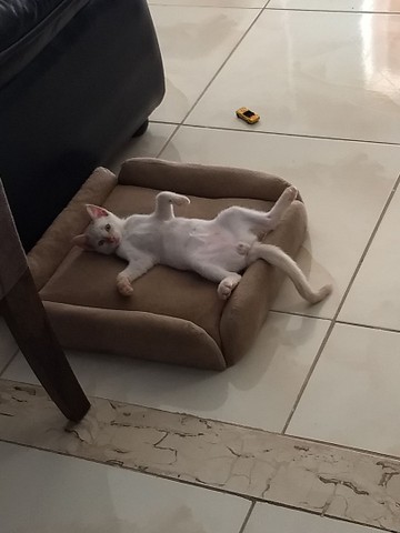 Adoção de gatinho