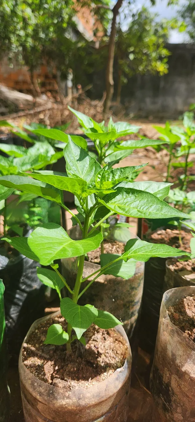 Café Conilon - Kit Com 5 Mudas - Prontas Para Plantio Decora Garden