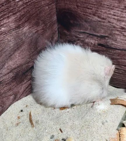 Hamster Anão Russo - Fortaleza 