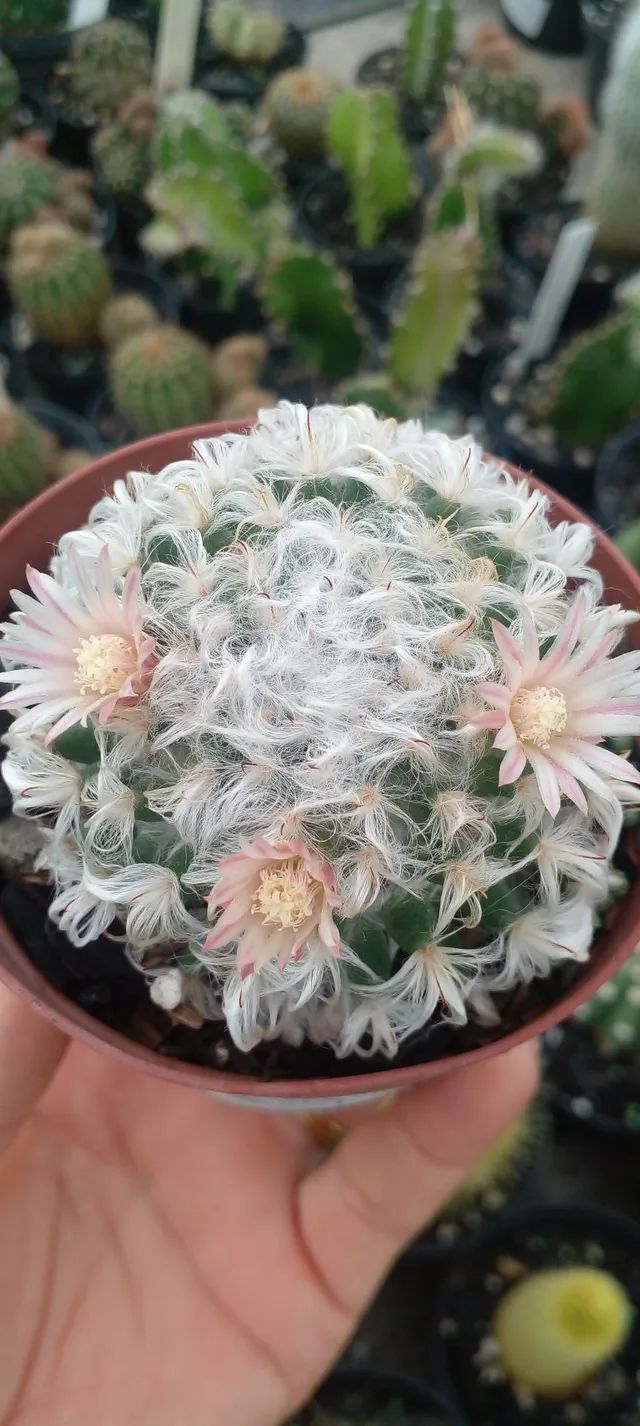 Suculentas e Cactos a partir de R$ 2,00 - Foto 5