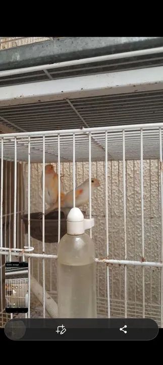 Gaiolas,viveiros e acessórios  - Foto 3