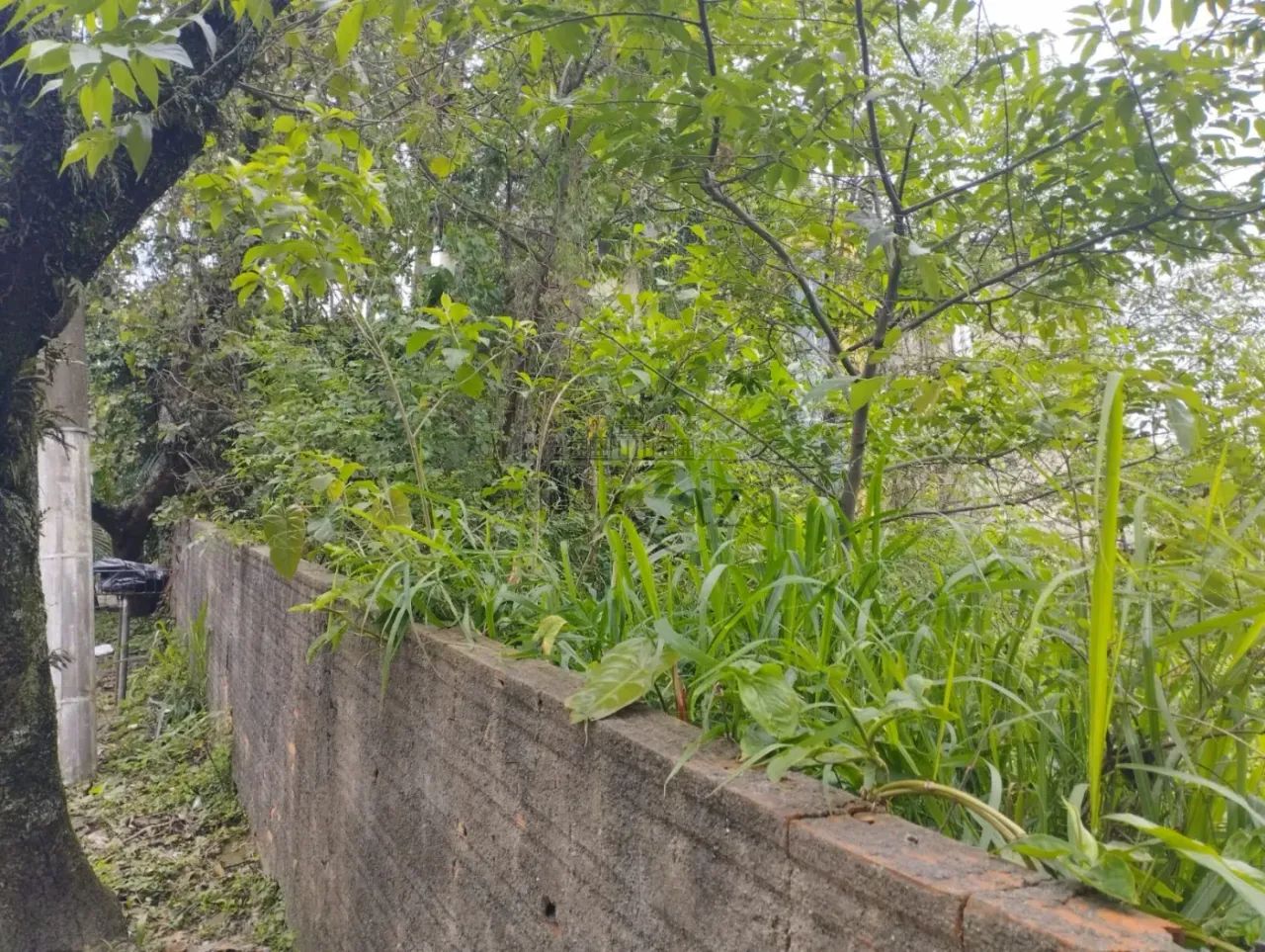 Terreno em Condomínio - Jardim Vitoria Regia - 305m² - Foto 2
