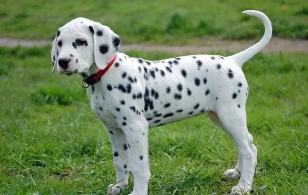Dalmatas diponiveis femeas e machos 