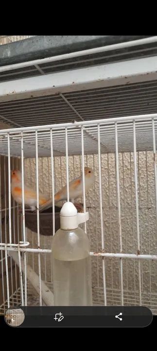 Gaiolas,viveiros e acessórios  - Foto 4