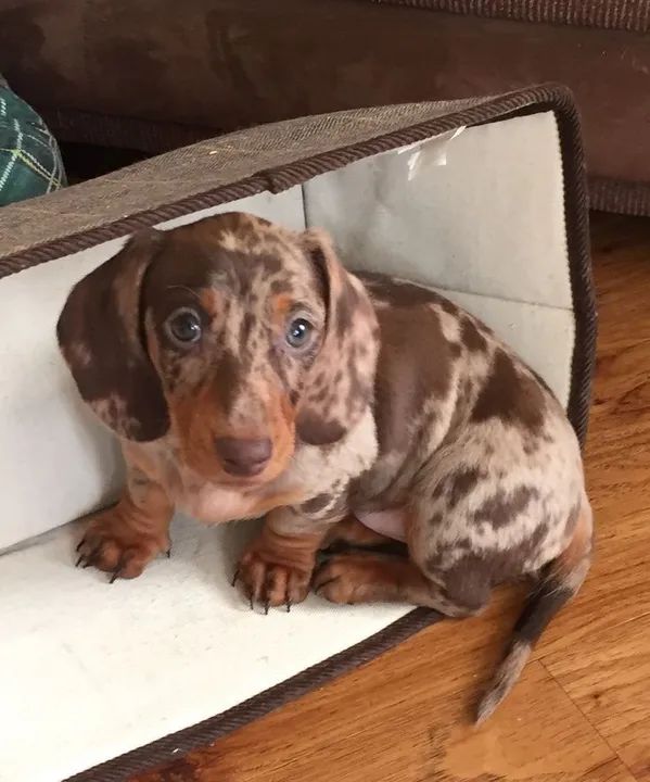 Teckel salsichinha Daschund  - Foto 2