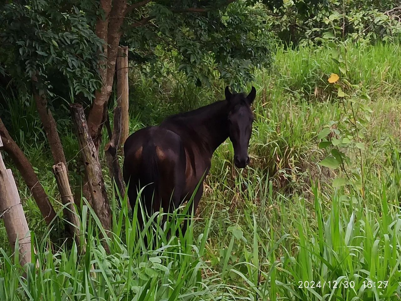Potro Mangalarga Marchador - Foto 2