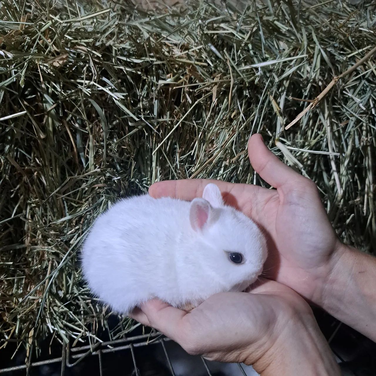 Filhotinhos de coelho anão 