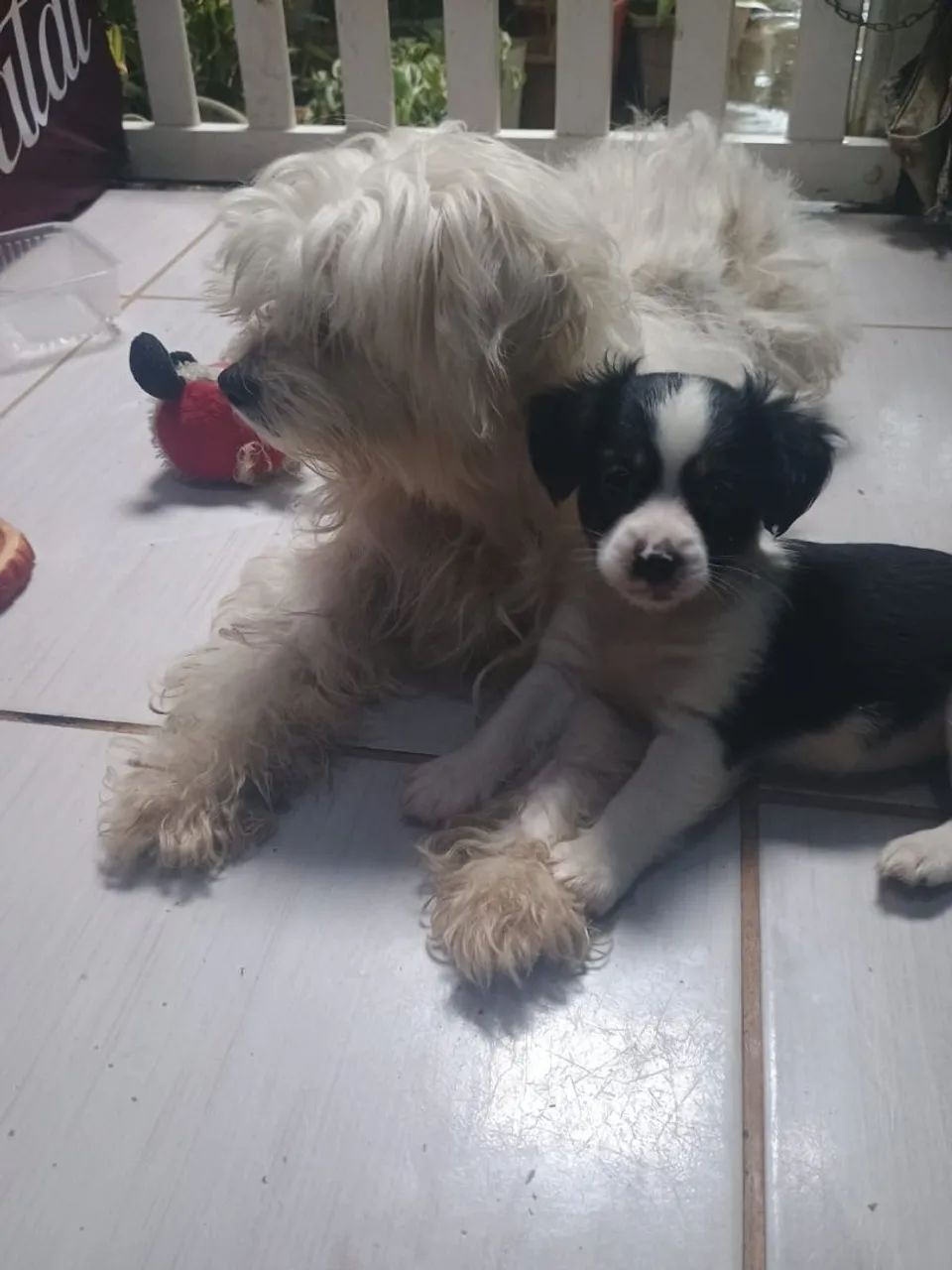 Animais portes pequenos  - Foto 2