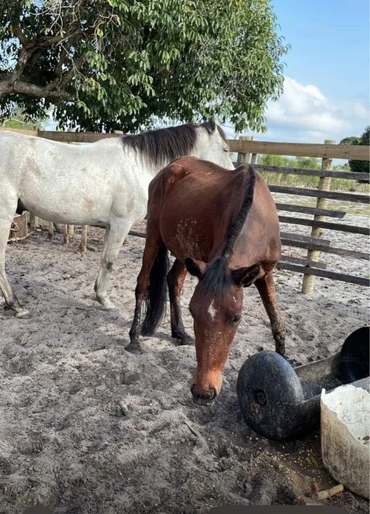 Potro Mangalarga Marchador - Foto 6