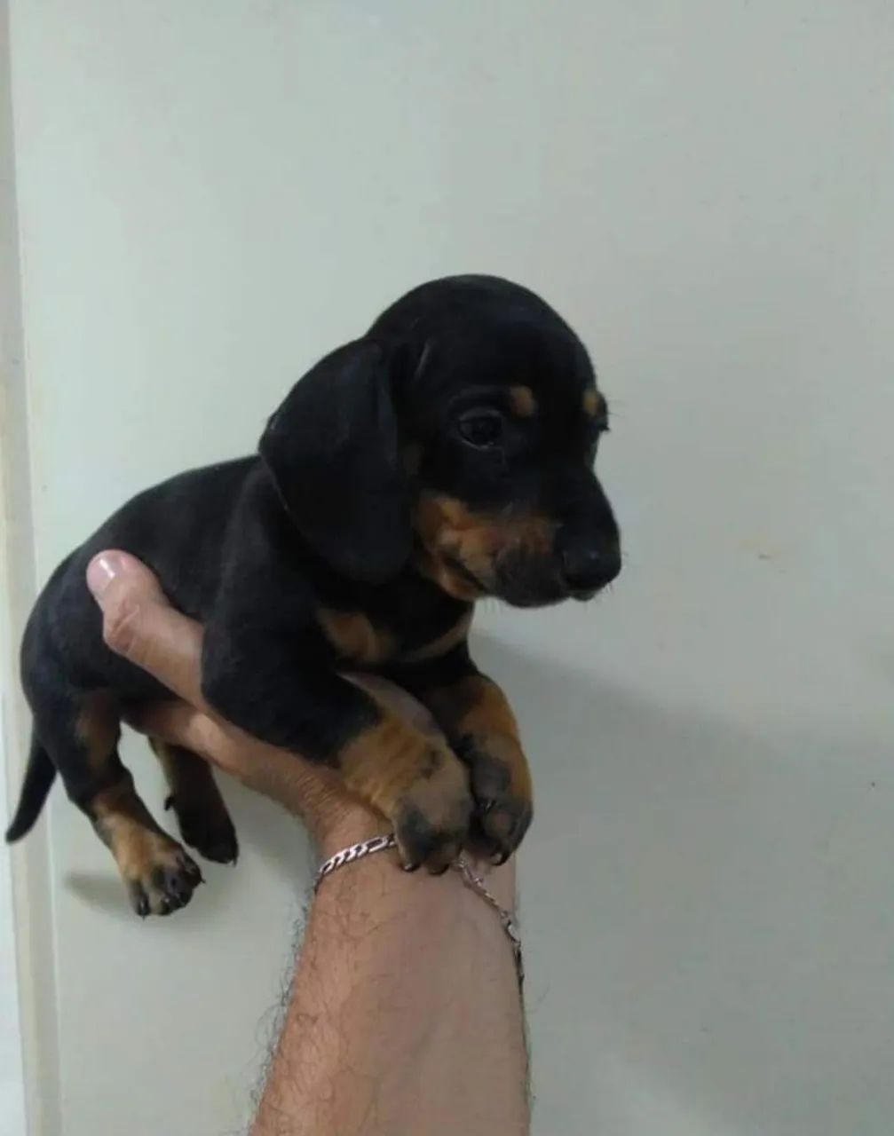Filhotes fêmeas Basset Dachshund - Foto 2