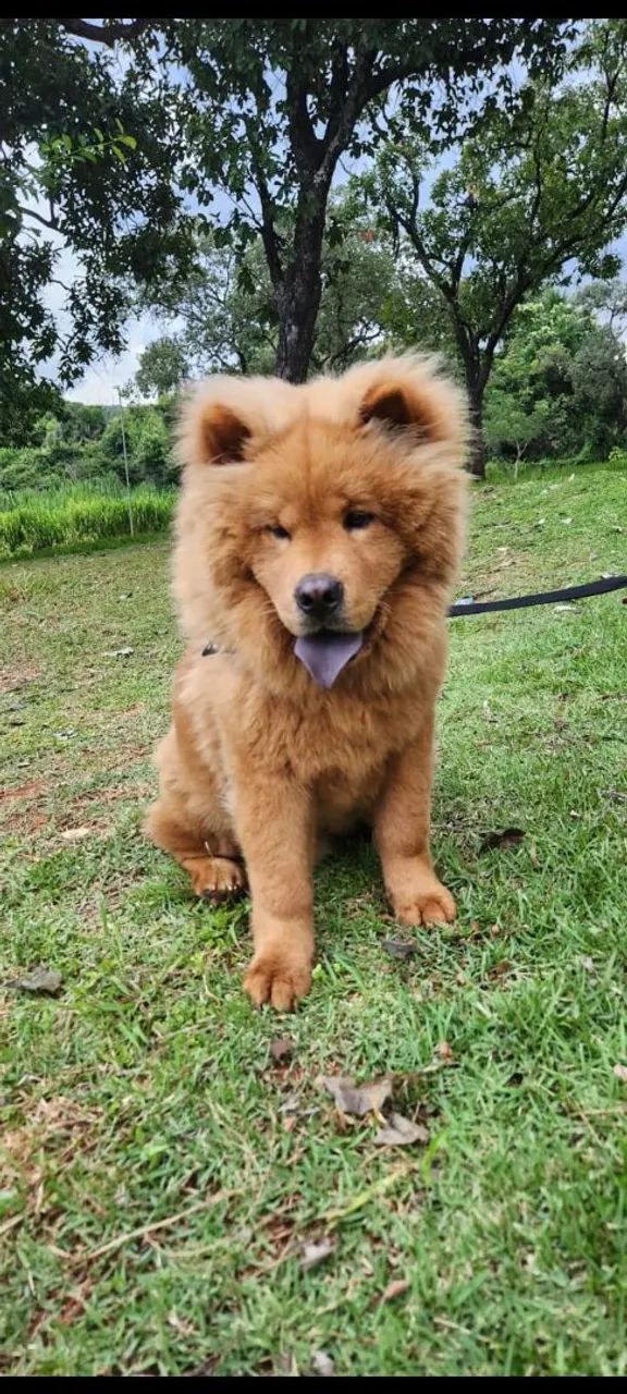 Chow Chow - Filhote