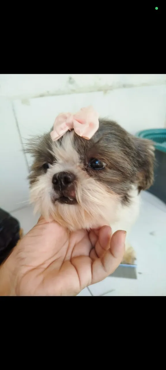 Shih Tzu adulta