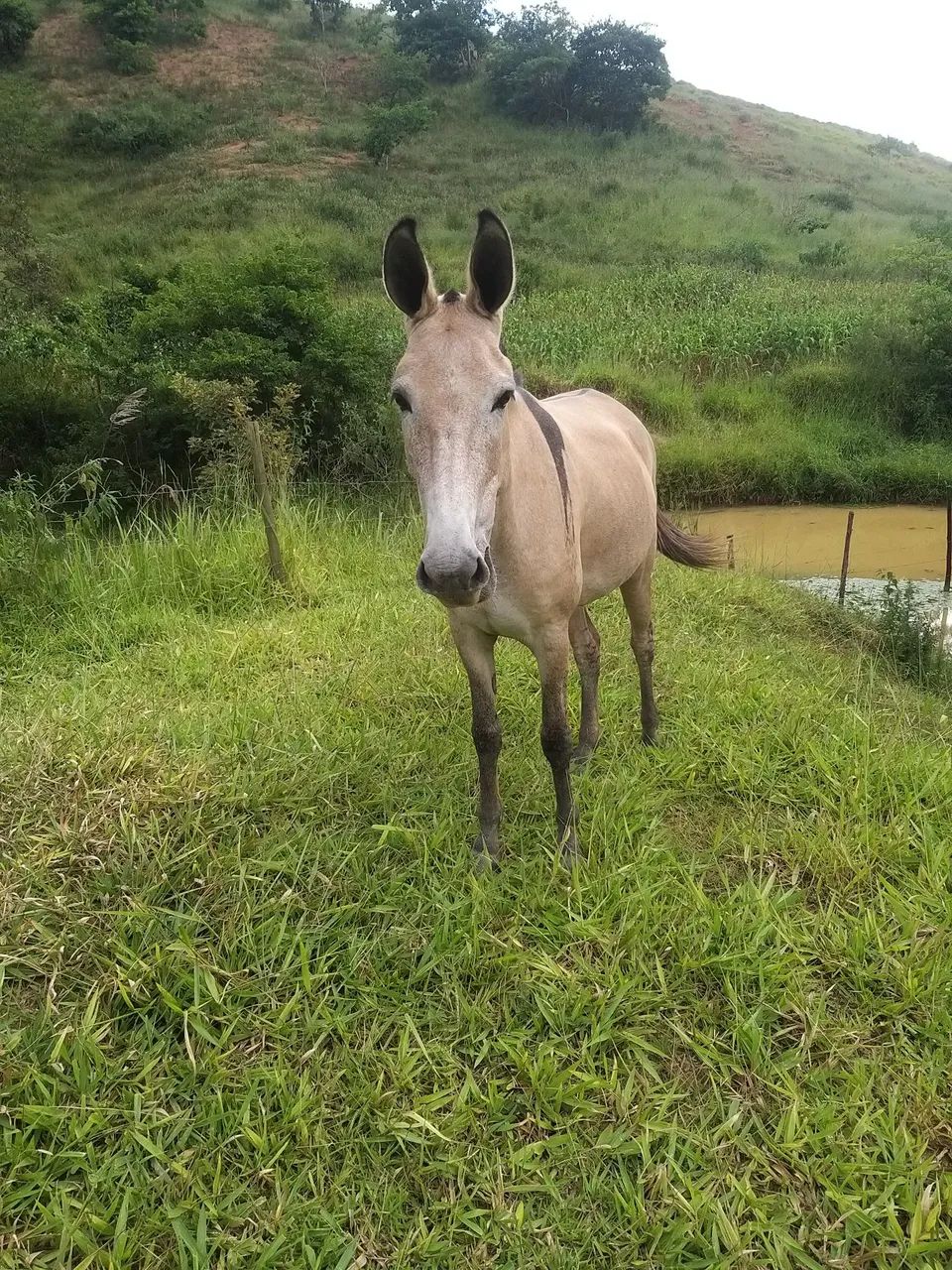 Mulas peigas - Foto 3