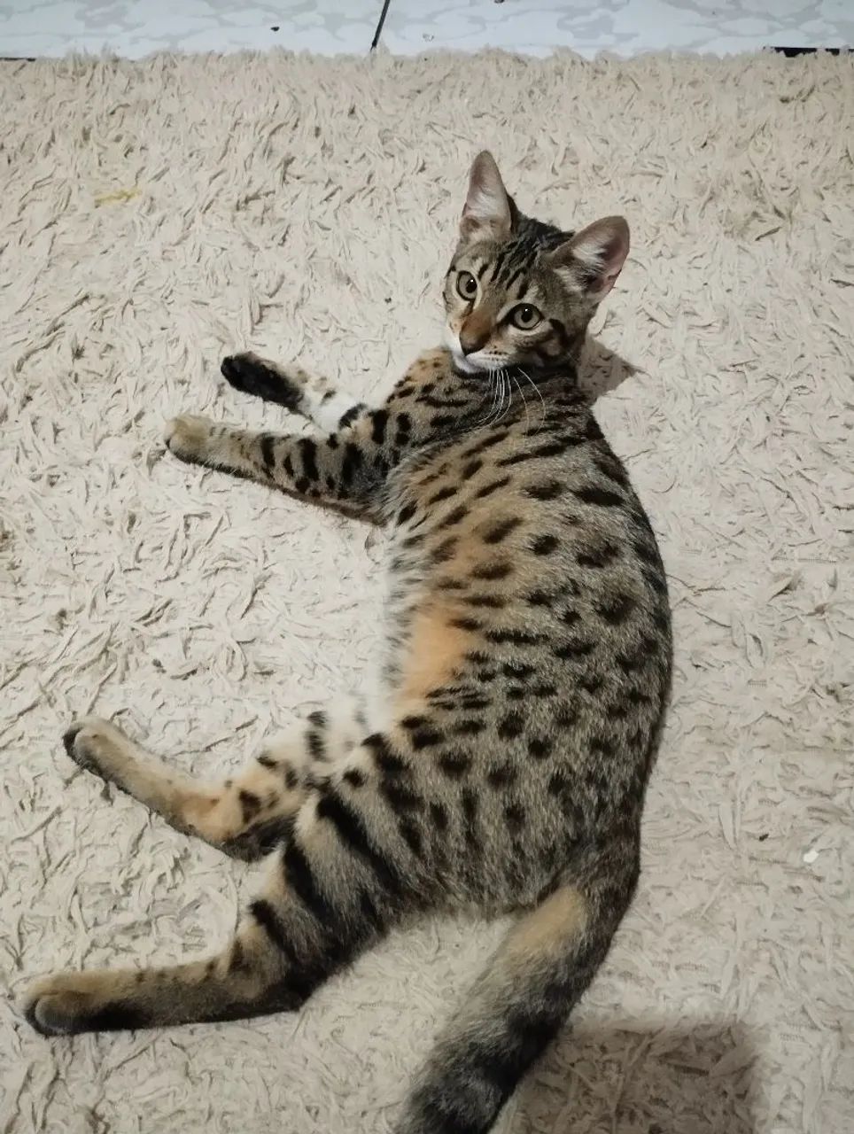 Gato Bengal. * Zap - Foto 6