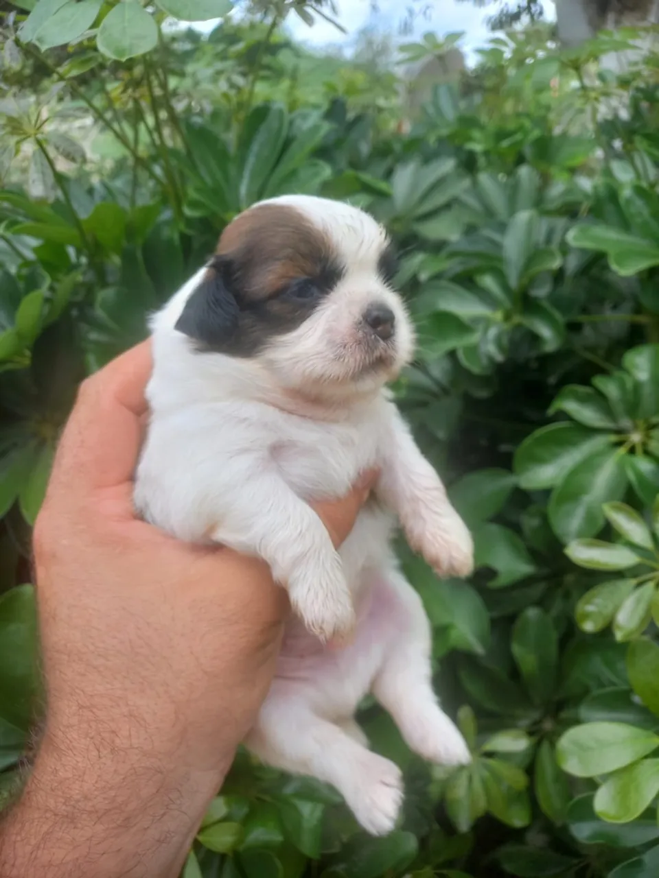 Shih tzu macho