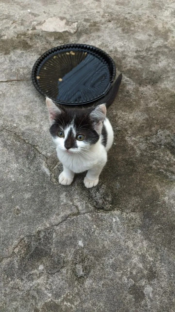 Gatinho filhote para adoção