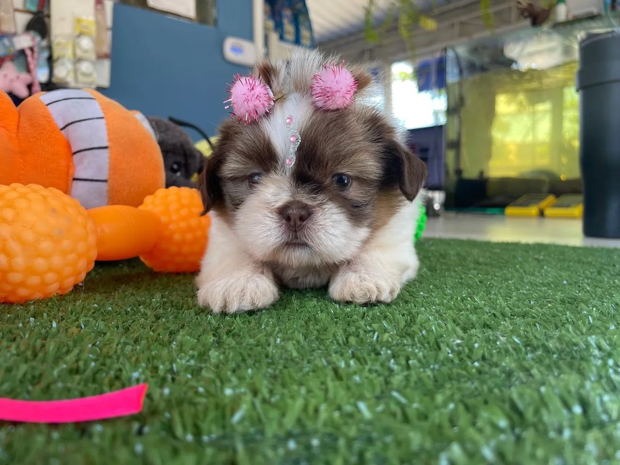 Shih tzu fêmea mini dos olhos verdes $2.400,00