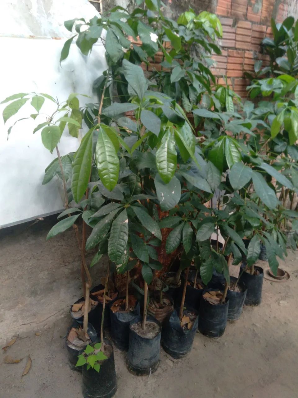 Muda de mogumba - Foto 3