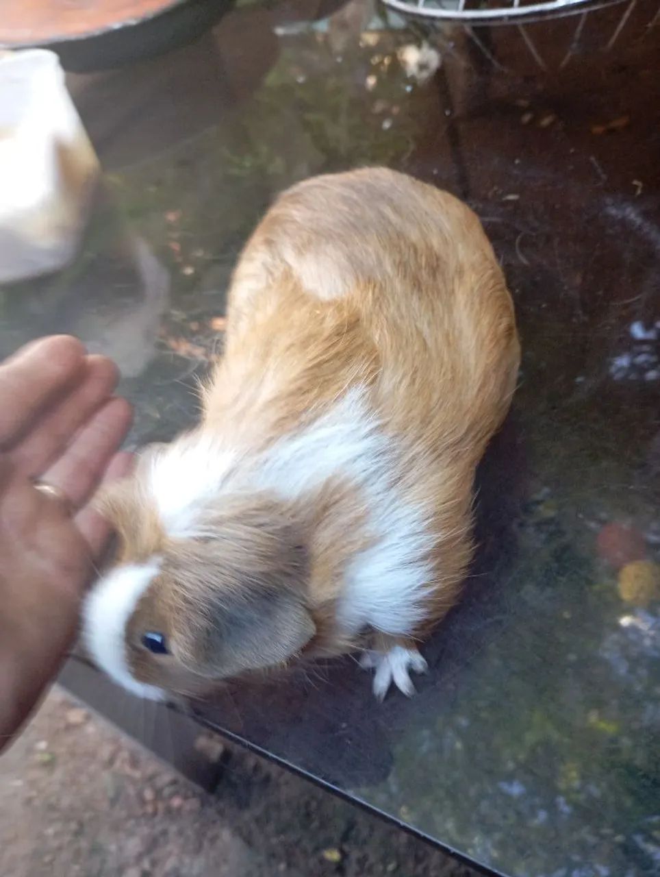 porquinha da índia  - Foto 2