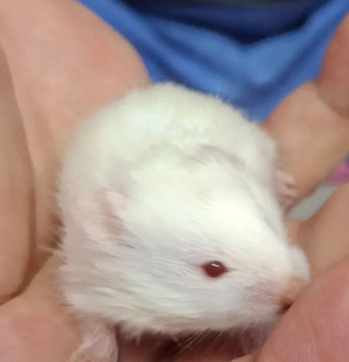 Hamstêr bebê - Fofo e brincalhão - Foto 2