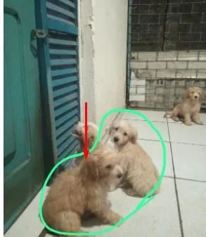 Cachorro poodle pra vender - Foto 2