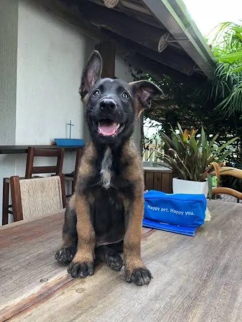 Filhote de Pastor Belga Malinois