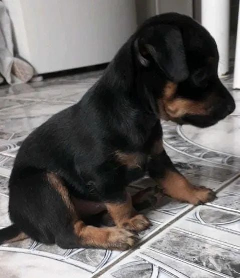 COFAP SALSICHINHA MACHINHO NUMERO 1  SUPER BAIXOLA ORELHUDO