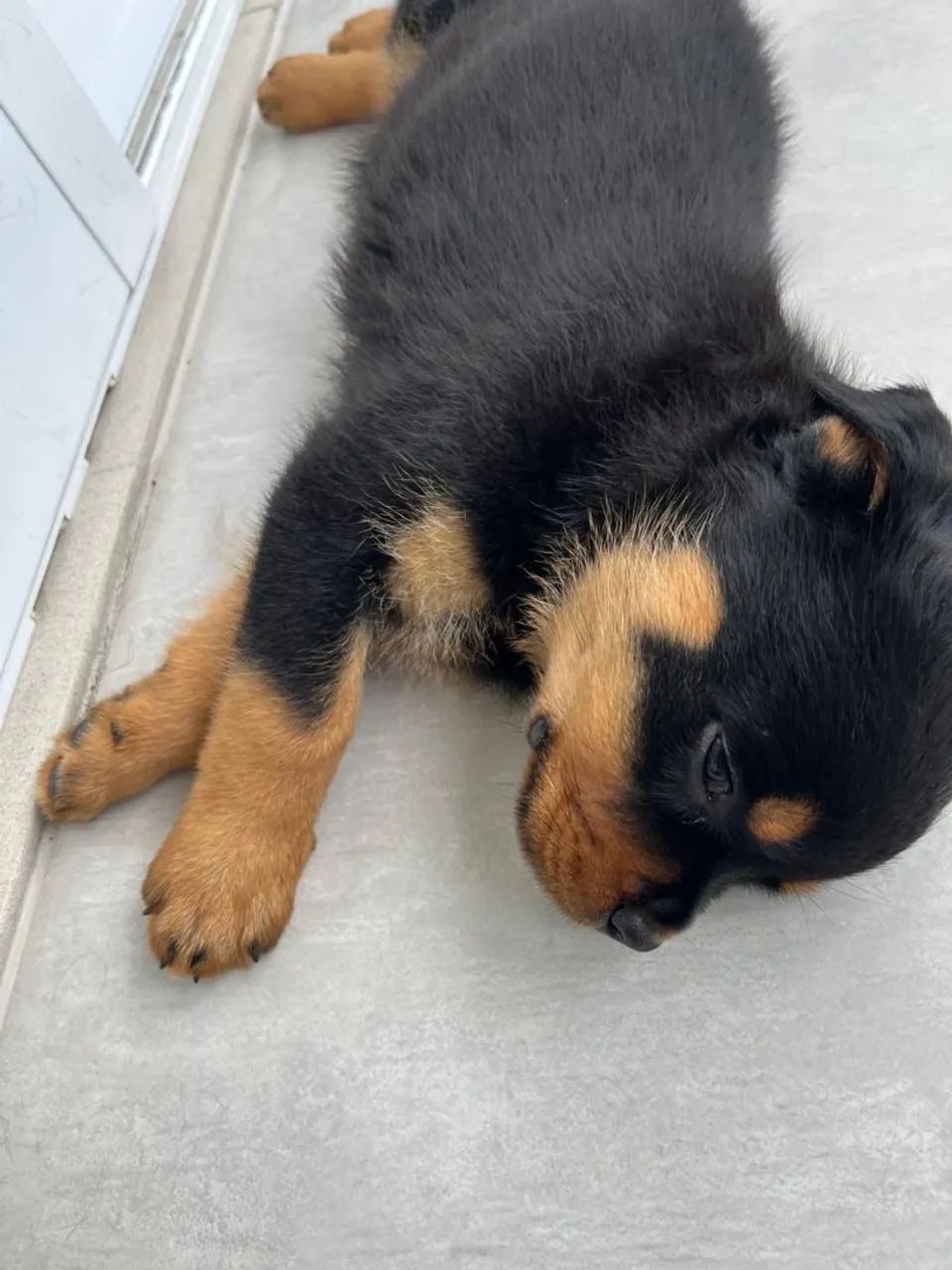 Filhote Rottweiler fêmea - Foto 3
