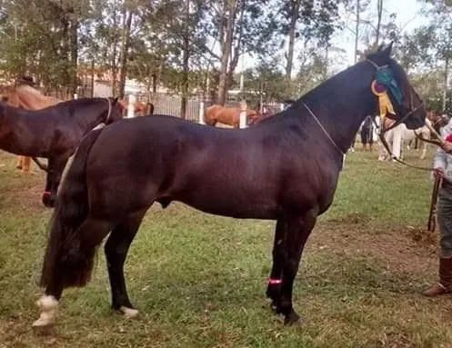 Égua produtora de bragados - Foto 4