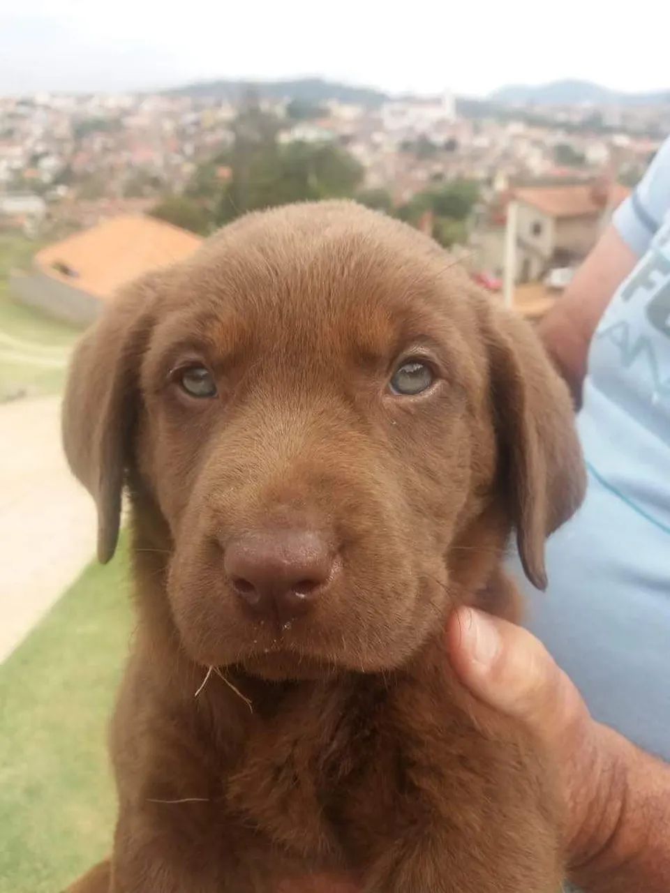 Labrador lindos - Foto 3
