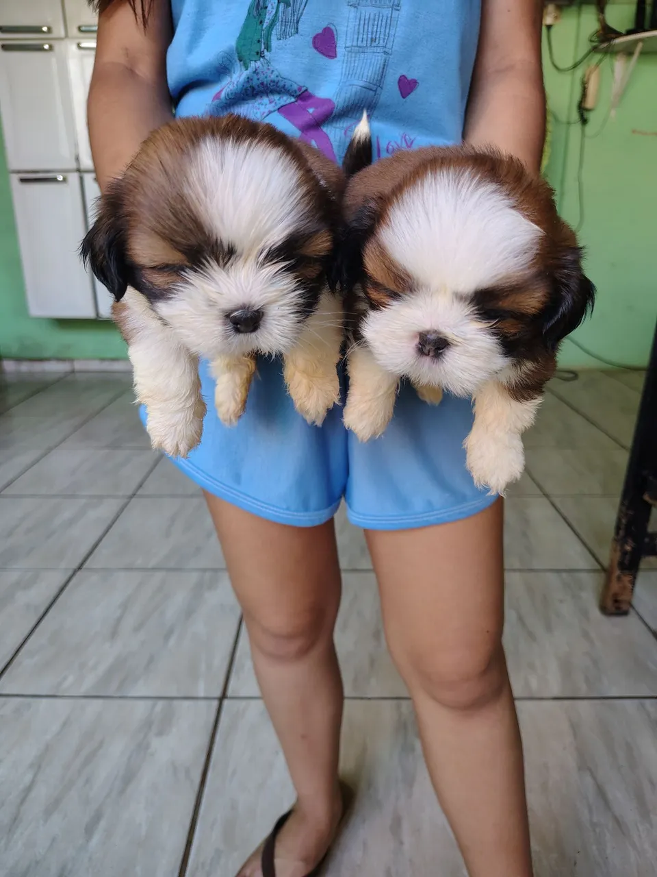 Filhotes Shih Tzu
