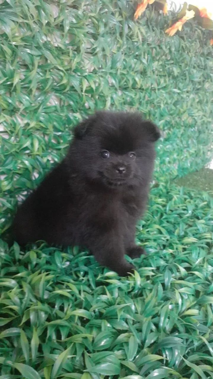 Filhote de luluzinho Preto olhos negros a pronta entrega 