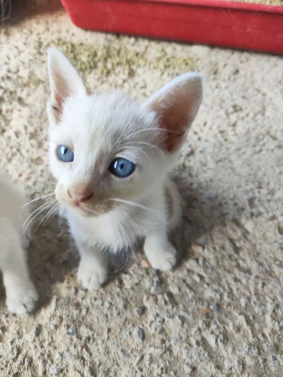 Gatinho macho para adoção, 2 meses.