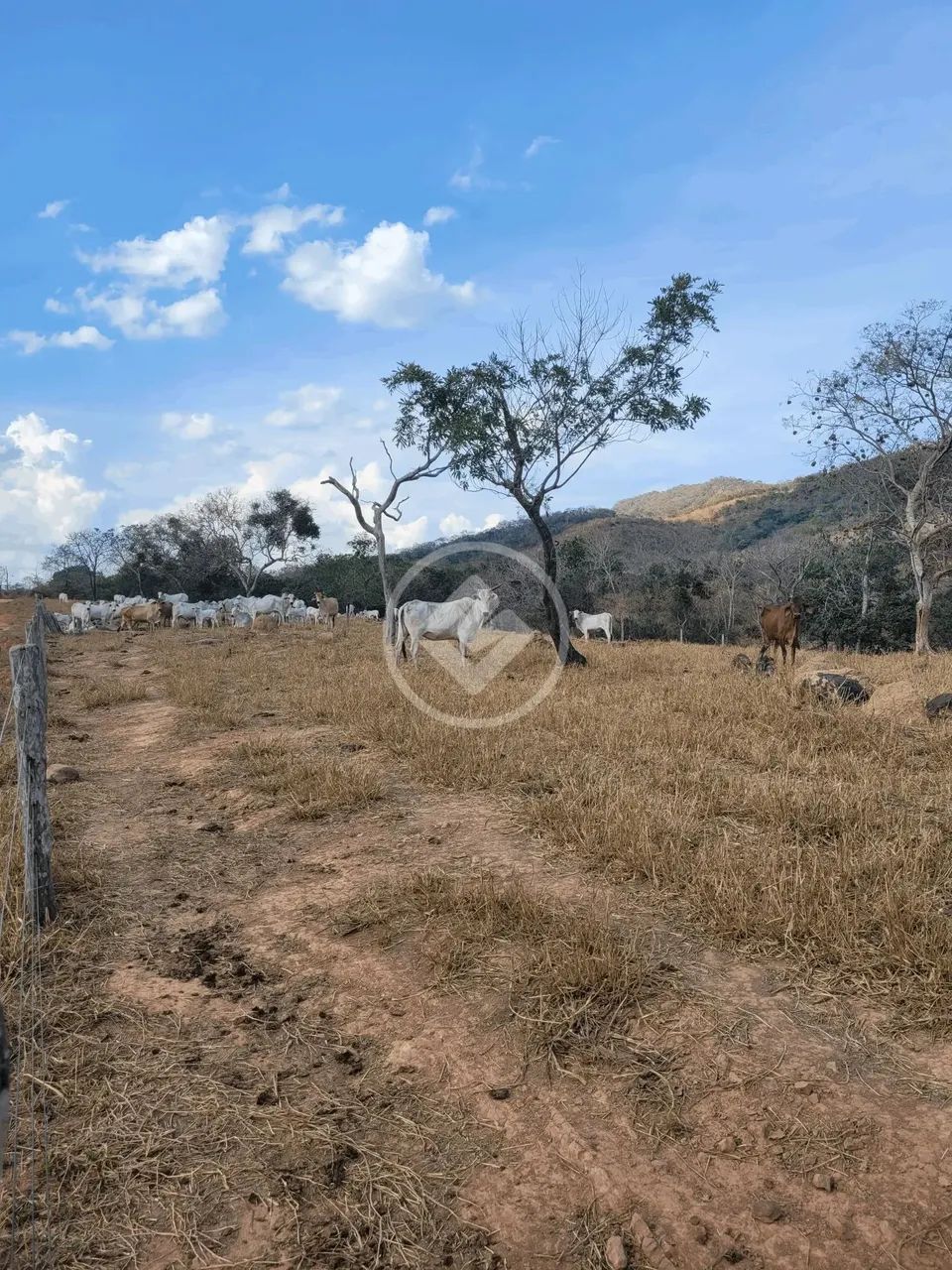 Sítio 91ha região de Cáceres-MT R$ 2.000.000,00 codigo: 53474