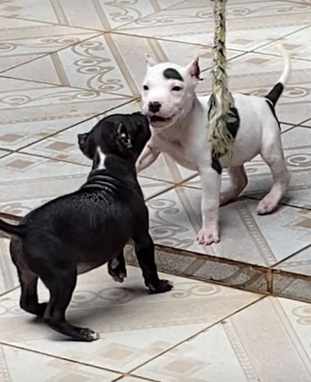 PITBULL FILHOTES BLACK NOSE VACINADOS-DIVIDO NO CARTÃO  - Foto 4