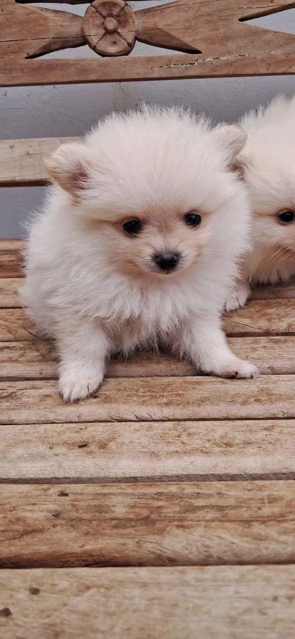 SPITZ ALEMÃO ANÃO  - Foto 3