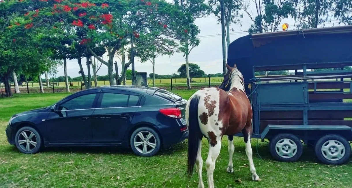 Cavalo Paint Horse PO registrado 