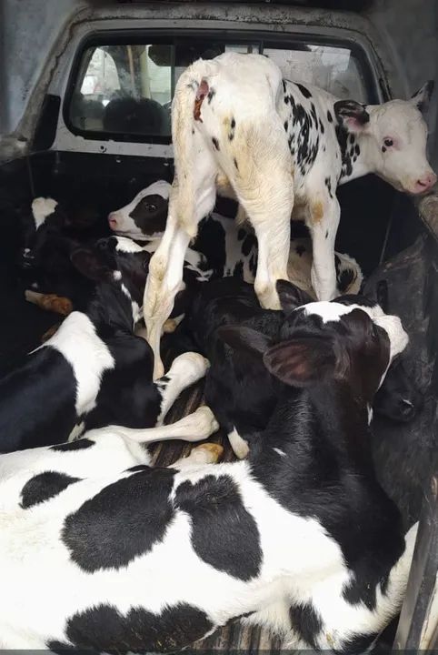 Bezerro de leiteirià 