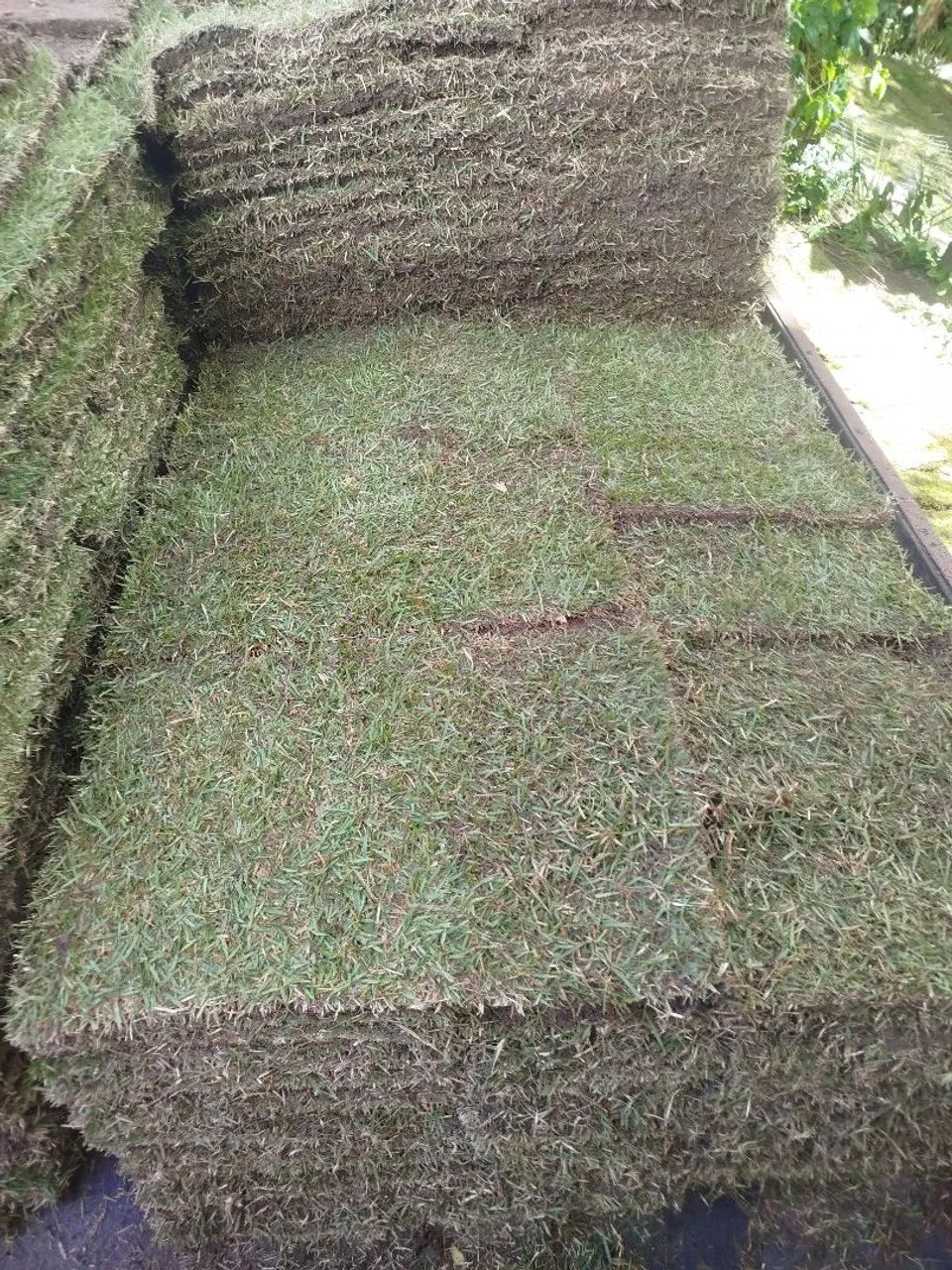 Grama de qualidade para o seu jardim. - Foto 6