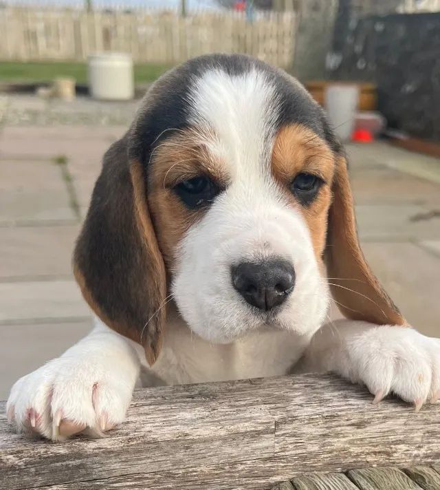 Cãozinho fofurinhos babes  para sua Família Beagle - Foto 2