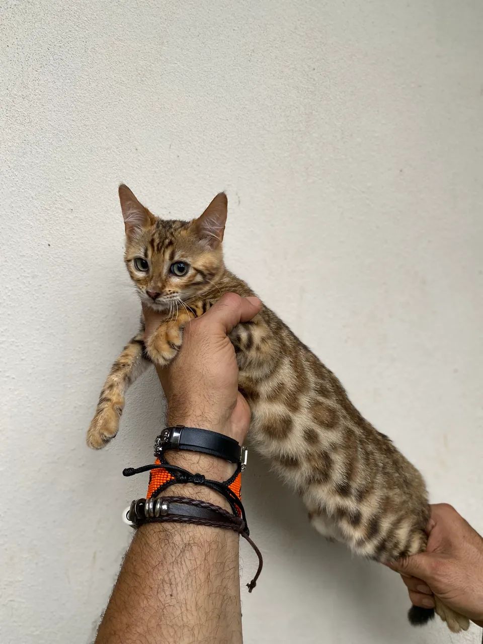 Gato Bengal com rosetas 424794494694205445