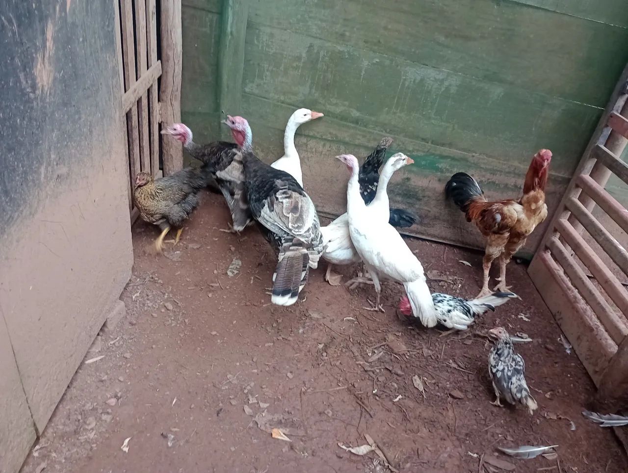 Frangos e Peruas para venda - Foto 6