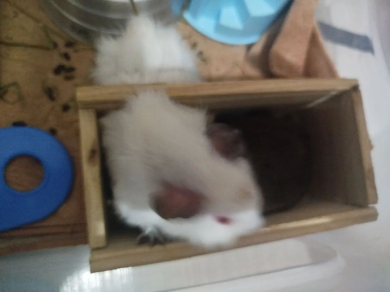 Porquinho da índia macho  - Foto 3