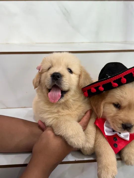 Filhote Golden Retriever Alto padrão PEDIGREE  - Foto 5