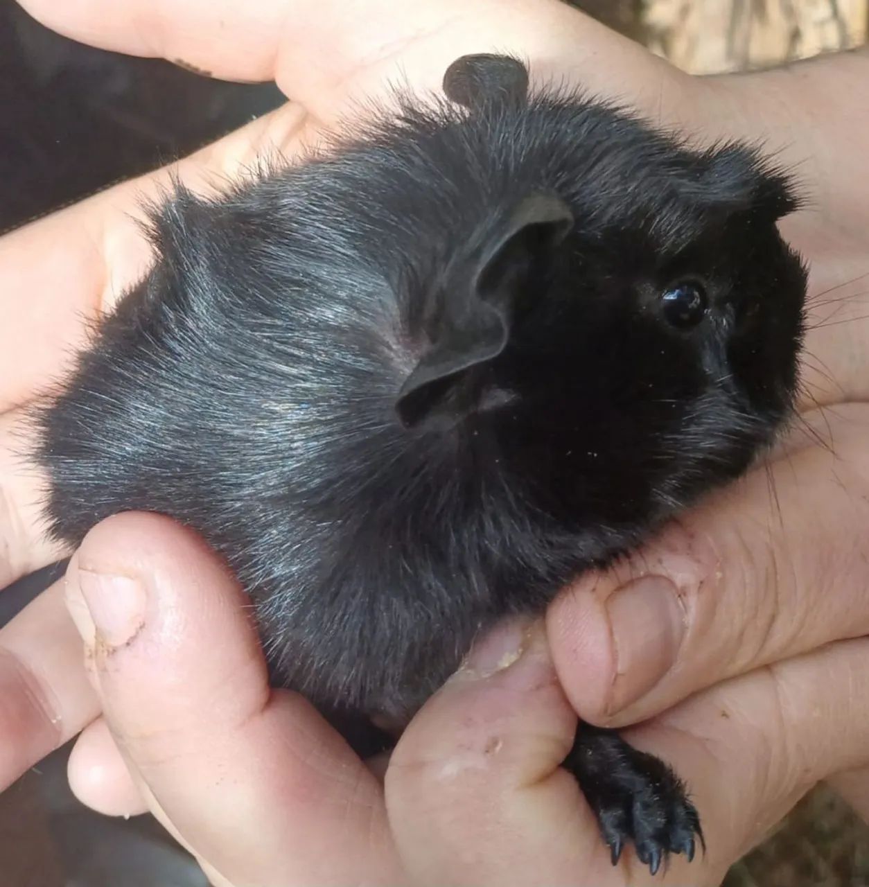 Guinea Pig64584521370243123