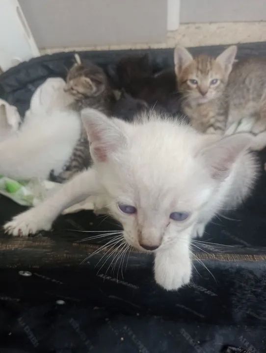 Gatinhos fofinhos para adoção